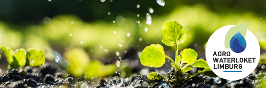 Agrowaterloket Limburg - plantje met druppels