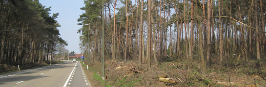 Bomen langs een weg