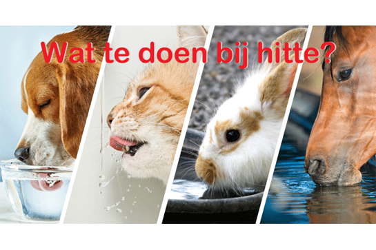 Wat te doen met warm weer?