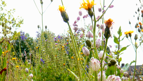 bloemenweide