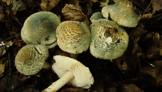 paddenstoelen